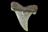 Serrated, Fossil Auriculatus Tooth - North Carolina #173783-1